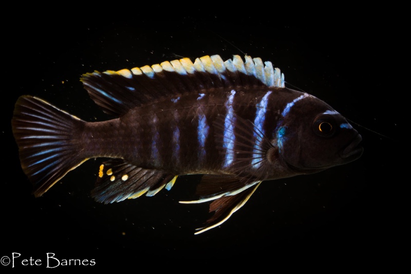 Cynotilapia zebroides 'Ndonga (South)'